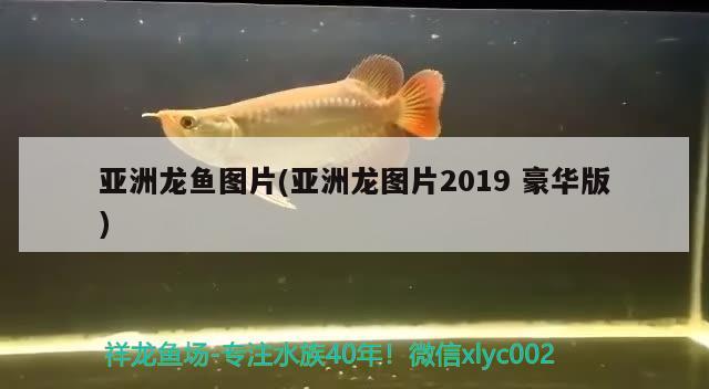 亞洲龍魚圖片(亞洲龍圖片2019豪華版) 觀賞魚 第2張