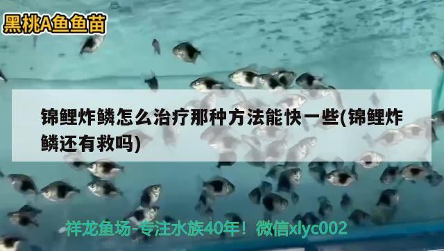 錦鯉炸鱗怎么治療那種方法能快一些(錦鯉炸鱗還有救嗎) 觀賞魚