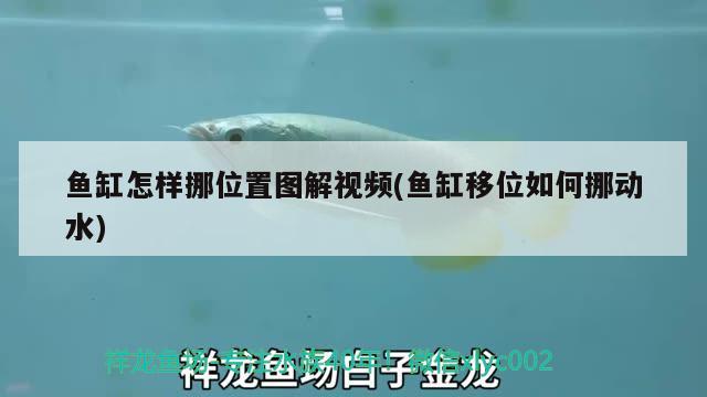 魚缸怎樣挪位置圖解視頻(魚缸移位如何挪動水)