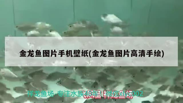 金龍魚圖片手機壁紙(金龍魚圖片高清手繪)