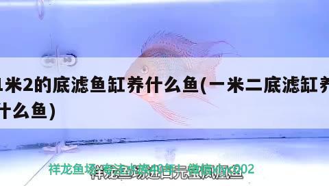 1米2的底濾魚缸養(yǎng)什么魚(一米二底濾缸養(yǎng)什么魚)