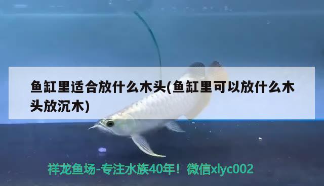 魚(yú)缸里適合放什么木頭(魚(yú)缸里可以放什么木頭放沉木)