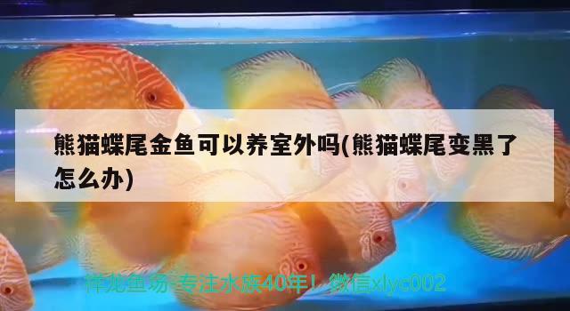 熊貓蝶尾金魚可以養(yǎng)室外嗎(熊貓蝶尾變黑了怎么辦) 觀賞魚