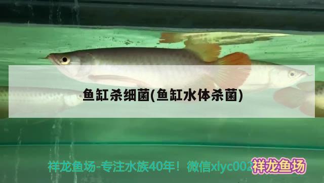 魚缸殺細(xì)菌(魚缸水體殺菌) 委內(nèi)瑞拉奧里諾三間魚苗