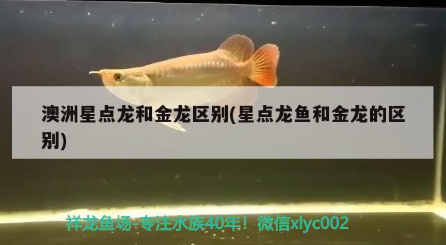 澳洲星點龍和金龍區(qū)別(星點龍魚和金龍的區(qū)別) 觀賞魚