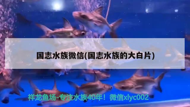 國(guó)志水族微信(國(guó)志水族的大白片)