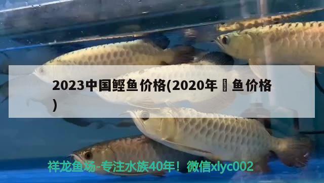 2023中國(guó)鰹魚價(jià)格(2020年鳡魚價(jià)格)