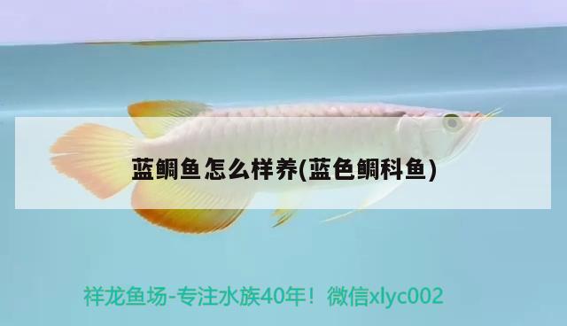 藍(lán)鯛魚怎么樣養(yǎng)(藍(lán)色鯛科魚) 觀賞魚