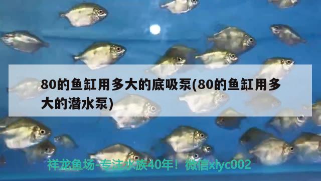 80的魚缸用多大的底吸泵(80的魚缸用多大的潛水泵)