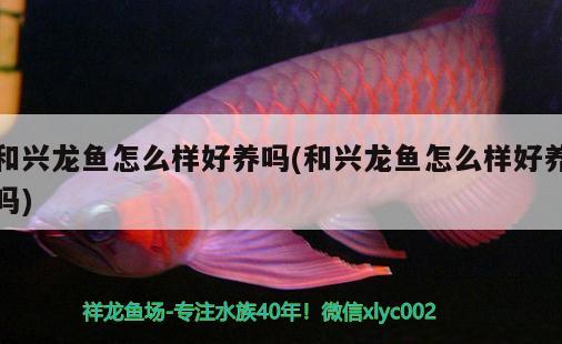 和興龍魚怎么樣好養(yǎng)嗎(和興龍魚怎么樣好養(yǎng)嗎)