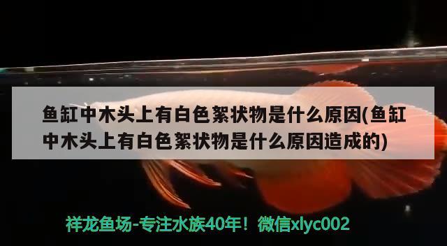 魚(yú)缸中木頭上有白色絮狀物是什么原因(魚(yú)缸中木頭上有白色絮狀物是什么原因造成的) 馬拉莫寶石魚(yú)