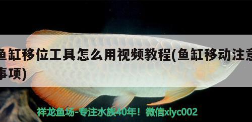 魚缸移位工具怎么用視頻教程(魚缸移動(dòng)注意事項(xiàng))