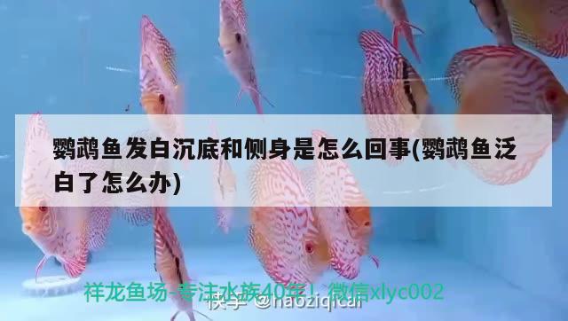 鸚鵡魚(yú)發(fā)白沉底和側(cè)身是怎么回事(鸚鵡魚(yú)泛白了怎么辦) 鸚鵡魚(yú)