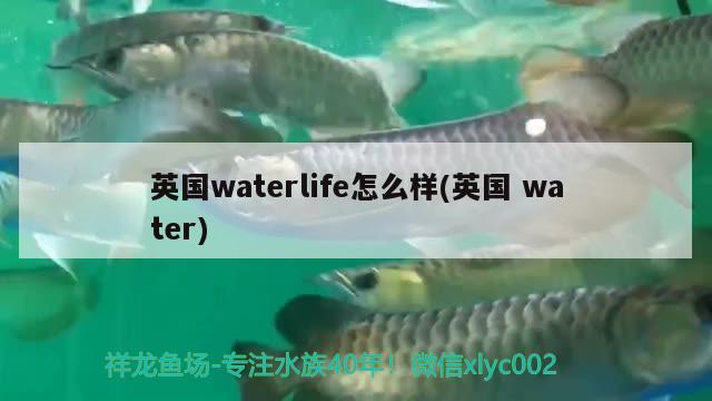 英國waterlife怎么樣(英國water)