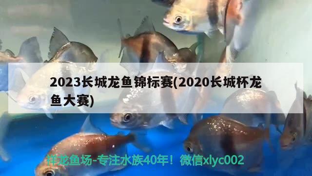 2023長(zhǎng)城龍魚錦標(biāo)賽(2020長(zhǎng)城杯龍魚大賽)