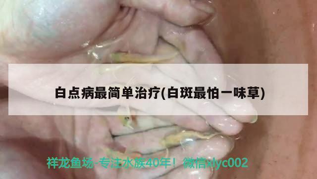 白點病最簡單治療(白斑最怕一味草) 觀賞魚