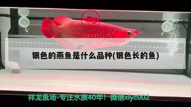 銀色的燕魚是什么品種(銀色長的魚)