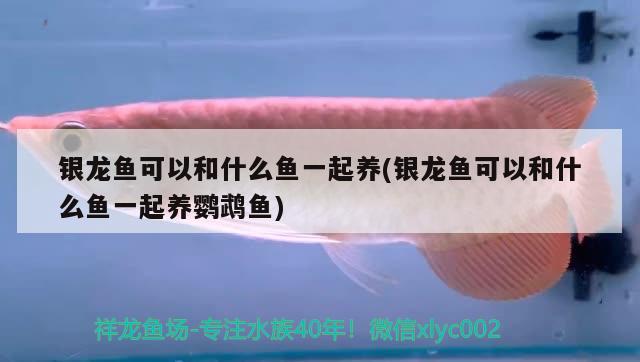 銀龍魚可以和什么魚一起養(yǎng)(銀龍魚可以和什么魚一起養(yǎng)鸚鵡魚) 鸚鵡魚