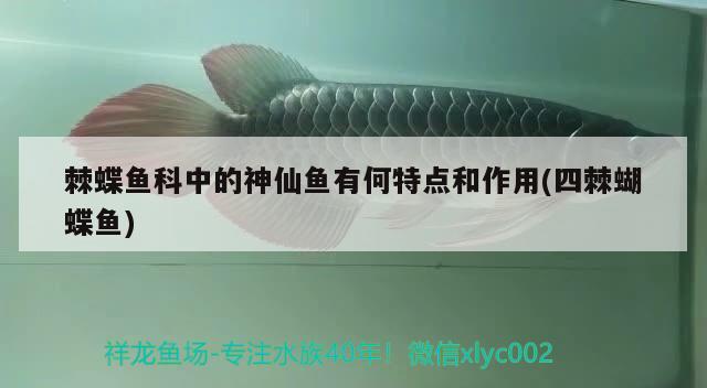 棘蝶魚(yú)科中的神仙魚(yú)有何特點(diǎn)和作用(四棘蝴蝶魚(yú)) 蝴蝶鯉