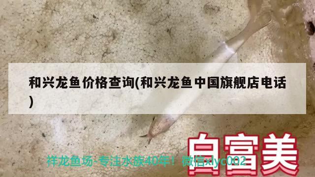 和興龍魚價(jià)格查詢(和興龍魚中國旗艦店電話) 和興紅龍