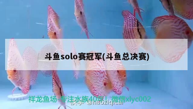 斗魚solo賽冠軍(斗魚總決賽)