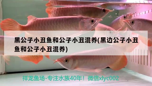 黑公子小丑魚和公子小丑混養(yǎng)(黑邊公子小丑魚和公子小丑混養(yǎng))