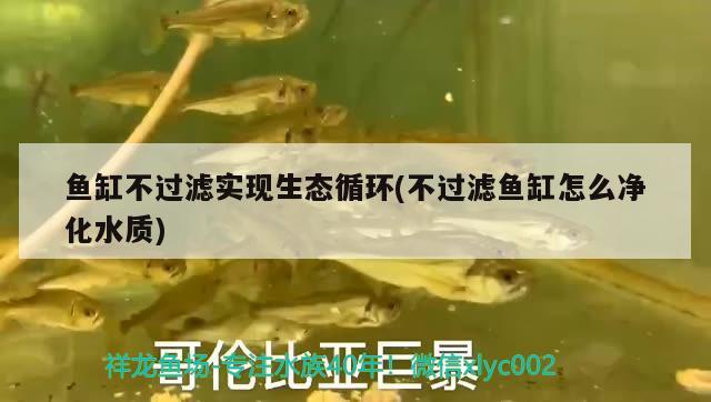 魚缸不過濾實現(xiàn)生態(tài)循環(huán)(不過濾魚缸怎么凈化水質) 白子黃化銀龍魚