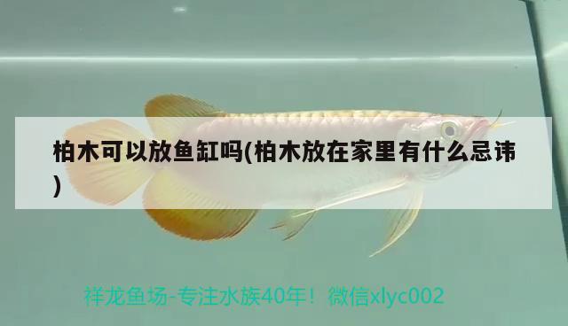 柏木可以放魚缸嗎(柏木放在家里有什么忌諱)