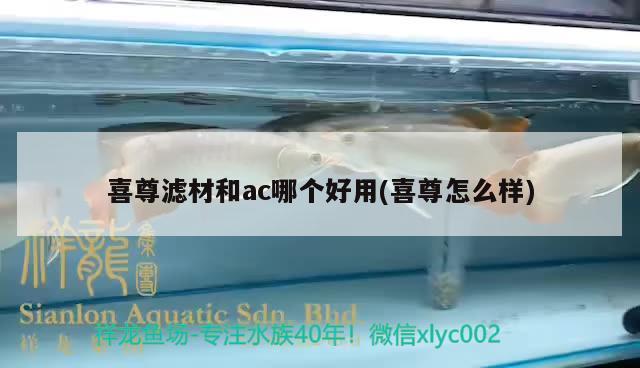 喜尊濾材和ac哪個(gè)好用(喜尊怎么樣) 2025第29屆中國國際寵物水族展覽會(huì)CIPS（長城寵物展2025 CIPS）