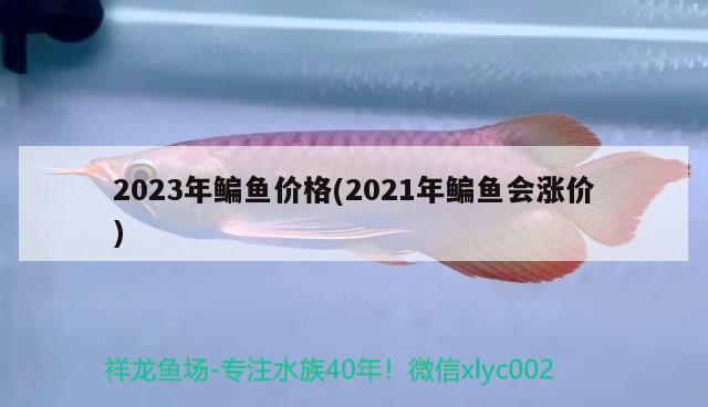 2023年鳊魚價格(2021年鳊魚會漲價)