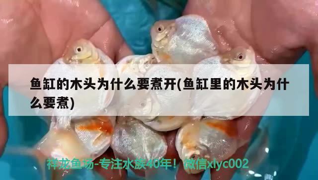 魚缸的木頭為什么要煮開(魚缸里的木頭為什么要煮)