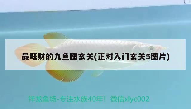 最旺財的九魚圖玄關(正對入門玄關5圖片) 觀賞魚