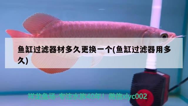 魚缸過濾器材多久更換一個(魚缸過濾器用多久) 龍魚批發(fā)