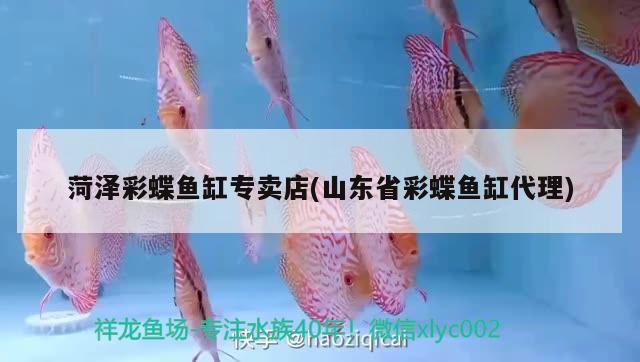 菏澤彩蝶魚缸專賣店(山東省彩蝶魚缸代理)