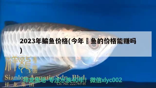 2023年鳊魚價(jià)格(今年鮰魚的價(jià)格能賺嗎)