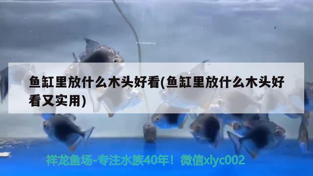 魚缸里放什么木頭好看(魚缸里放什么木頭好看又實用) 白子金龍魚