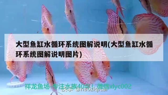 大型魚(yú)缸水循環(huán)系統(tǒng)圖解說(shuō)明(大型魚(yú)缸水循環(huán)系統(tǒng)圖解說(shuō)明圖片) 大嘴鯨魚(yú)