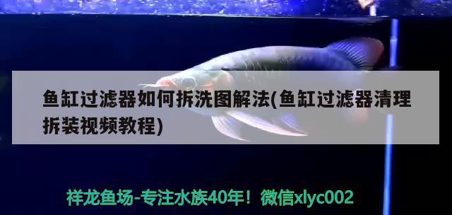 魚缸過濾器如何拆洗圖解法(魚缸過濾器清理拆裝視頻教程)