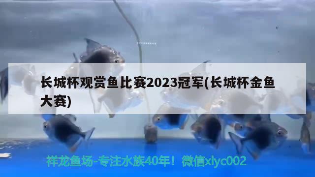 長城杯觀賞魚比賽2023冠軍(長城杯金魚大賽)