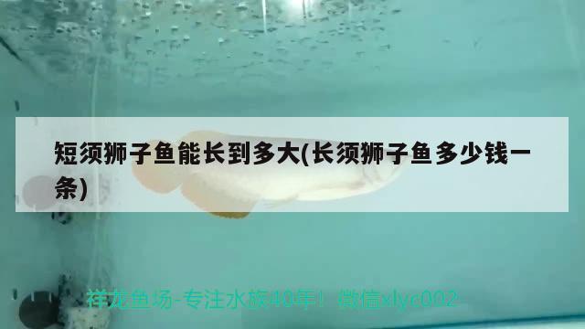 短須獅子魚能長(zhǎng)到多大(長(zhǎng)須獅子魚多少錢一條) 觀賞魚