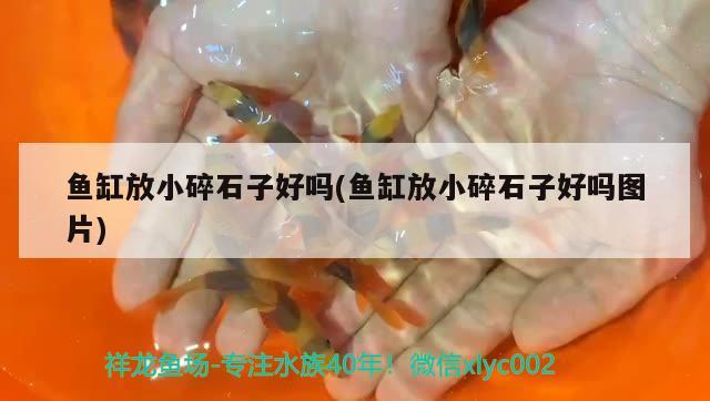 魚缸放小碎石子好嗎(魚缸放小碎石子好嗎圖片)