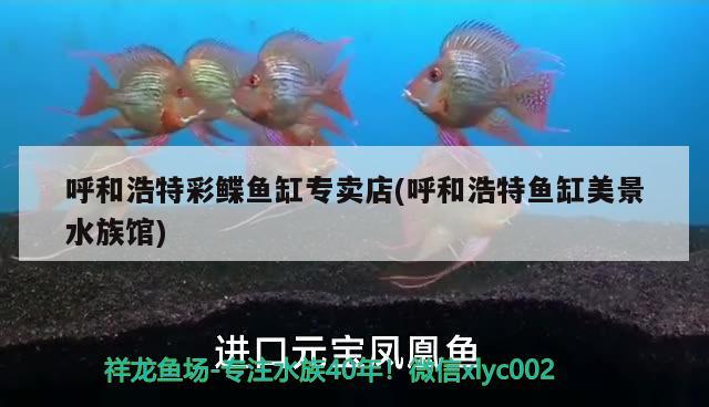 呼和浩特彩鰈魚缸專賣店(呼和浩特魚缸美景水族館) 彩鰈魚缸（彩蝶魚缸）