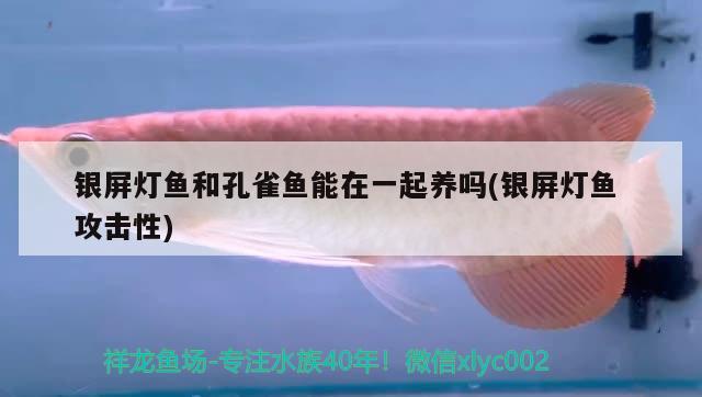 銀屏燈魚和孔雀魚能在一起養(yǎng)嗎(銀屏燈魚攻擊性)