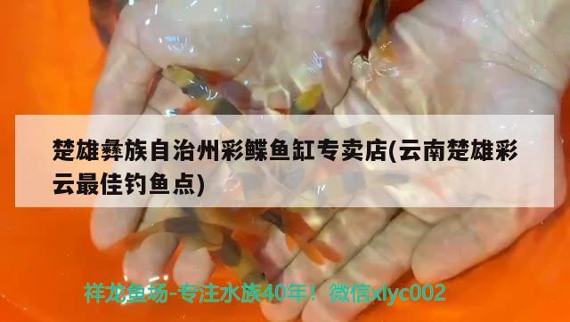 楚雄彝族自治州彩鰈魚(yú)缸專賣店(云南楚雄彩云最佳釣魚(yú)點(diǎn)) 垂釣樂(lè)園