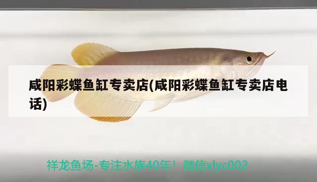 咸陽彩蝶魚缸專賣店(咸陽彩蝶魚缸專賣店電話)