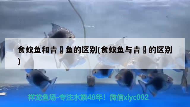 食蚊魚(yú)和青鳉魚(yú)的區(qū)別(食蚊魚(yú)與青鳉的區(qū)別) 觀賞魚(yú)