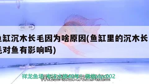 魚缸沉木長毛因為啥原因(魚缸里的沉木長白毛對魚有影響嗎) 九鼎魚缸