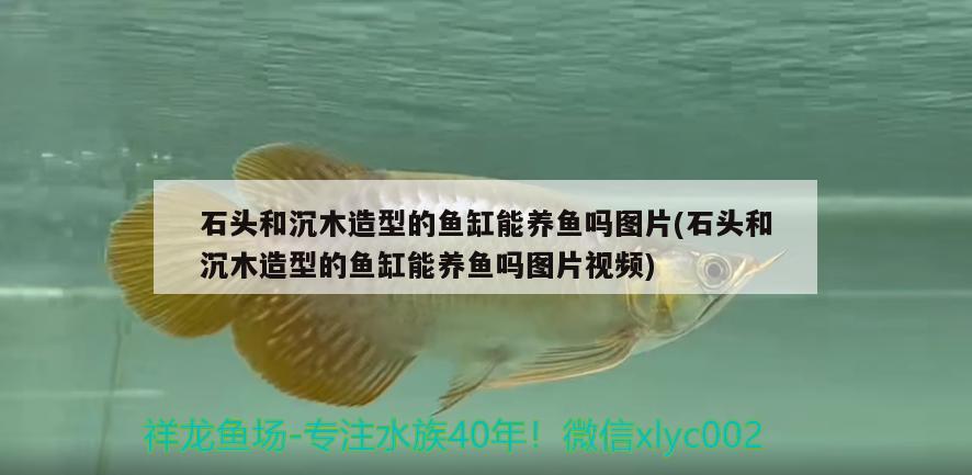 石頭和沉木造型的魚缸能養(yǎng)魚嗎圖片(石頭和沉木造型的魚缸能養(yǎng)魚嗎圖片視頻)