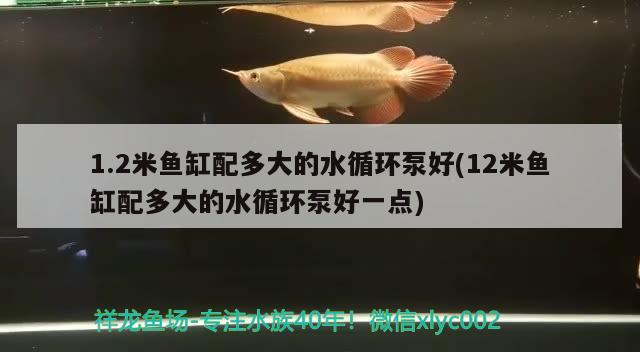 1.2米魚(yú)缸配多大的水循環(huán)泵好(12米魚(yú)缸配多大的水循環(huán)泵好一點(diǎn))