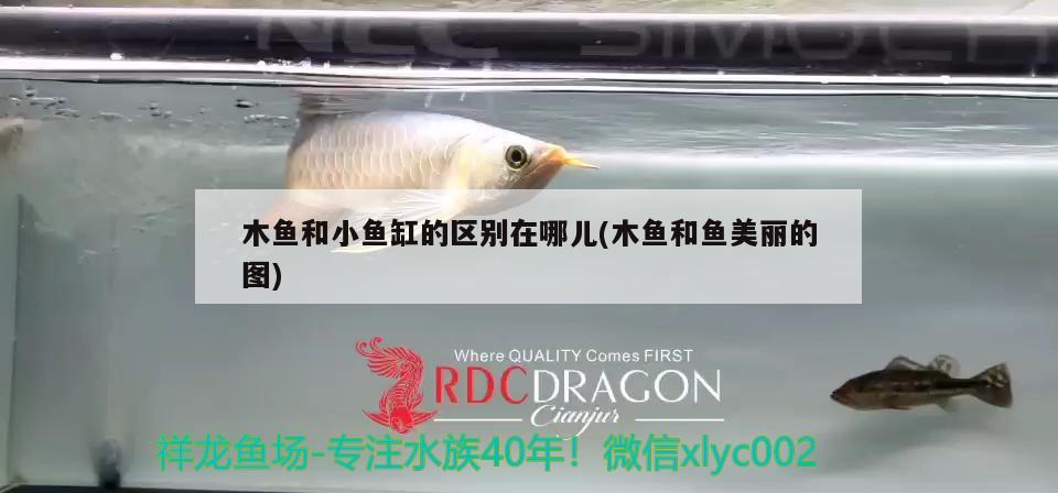 木魚和小魚缸的區(qū)別在哪兒(木魚和魚美麗的圖) 黑白雙星魚